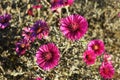 Aster dumosus Jenny