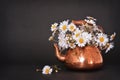 Daisy flowers in a vintage teapot Royalty Free Stock Photo