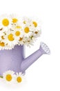 Daisy flowers in violet watering bucket