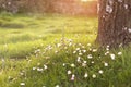Daisy flowers in a warm light of sunset Royalty Free Stock Photo