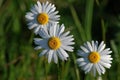 Daisy flowers Royalty Free Stock Photo