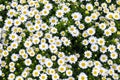 Daisy flowers