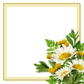 Daisy flowers and wild grass in a corner arrangement with frame Royalty Free Stock Photo