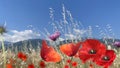 Daisy flowers  wild red poppy flower in wild green field blue sky white clouds nature background Royalty Free Stock Photo