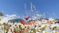 Daisy flowers  wild red poppy flower in wild green field blue sky white clouds nature background Royalty Free Stock Photo