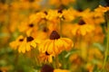 Daisy flowers with yellow blossom on natural background. Flowers blossoming in summer garden. Blossom and bloom. Nature Royalty Free Stock Photo