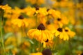 Daisy flowers with yellow blossom on natural background. Flowers blossoming in summer garden. Blossom and bloom. Nature Royalty Free Stock Photo