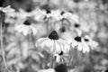 Daisy flowers with yellow blossom on natural background. Flowers blossoming in summer garden. Blossom and bloom. Nature Royalty Free Stock Photo