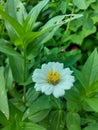 Daisy flowers - Zinnia Flowers in bloom with white petals, yellow pistils, and green leaves in a garden Royalty Free Stock Photo