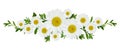 Daisy flowersand green grass in a line floral arrangement isolated on white