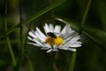 Daisy Fly Royalty Free Stock Photo