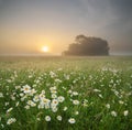 Daisy on foggy morning Royalty Free Stock Photo