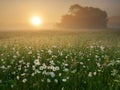 Daisy on foggy morning Royalty Free Stock Photo