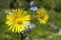 Daisy and Forget-me-not flowers