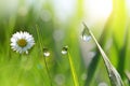 Daisy with fresh green spring blades of grass with dew drops. Royalty Free Stock Photo