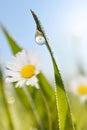 Daisy with fresh green spring grass with dew drops closeup. Royalty Free Stock Photo