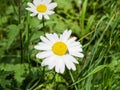 Close up of an Oxeye Daisy wildflower with a moth