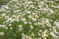 daisy garden flower. Natural background of flowers German chamomile. Matricaria chamomilla. Herbal alternative medicine