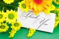 Daisy, gerbera and card signed thank you Royalty Free Stock Photo