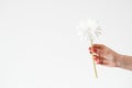 Daisy gerbera white background flower hand holding Royalty Free Stock Photo