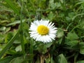 Daisy in grass / GÃÂ¤nseblÃÂ¼mchen im Gras Royalty Free Stock Photo