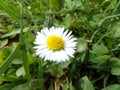 Daisy in grass / GÃÂ¤nseblÃÂ¼mchen im Gras Royalty Free Stock Photo