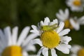 Daisy and grasshopper Royalty Free Stock Photo