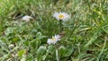 Set daisy in green field nature closeup Royalty Free Stock Photo