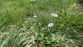 Set daisy in green field nature closeup Royalty Free Stock Photo