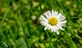 Daisy in green grass macro image