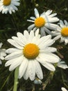 Daisy in green grass