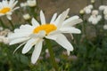 Daisy and green leaves - close up