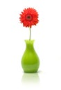 Daisy in green vase Royalty Free Stock Photo