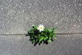 Daisy grows in a crack in the street