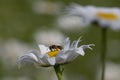 Daisy and halitus bee Royalty Free Stock Photo