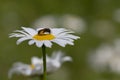 Daisy and halitus bee Royalty Free Stock Photo