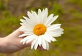 Daisy in the hands of a girl divining on a daisy about love Royalty Free Stock Photo