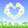 Daisy heart Royalty Free Stock Photo