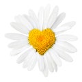 Daisy with heart in center Royalty Free Stock Photo