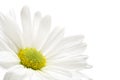 Daisy highkey Royalty Free Stock Photo