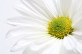 Daisy highkey Royalty Free Stock Photo