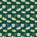 Daisy and hummingbirds in a seamless pattern design Royalty Free Stock Photo