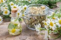 Daisy infusion or tincture bottle, Chamomile flowers, jar of dry daisy buds