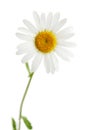 Daisy isolated Royalty Free Stock Photo