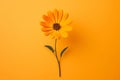 Daisy isolated orange colorful flower floral plant yellow close-up nature leaf Royalty Free Stock Photo