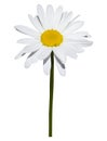 Daisy isolated on white background