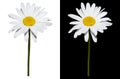 Daisy isolated on white and black background Royalty Free Stock Photo