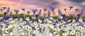 Daisy Lavander field flowers at sunset  meadow chamomile in the grass at field summer blue sky with fluffy white clou Royalty Free Stock Photo