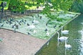 Daisy lawn in St James Park, London Royalty Free Stock Photo