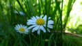 Daisy Leucanthemum family starfish.